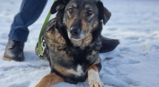 Muffinka, sunia pełna miłości szuka domu!