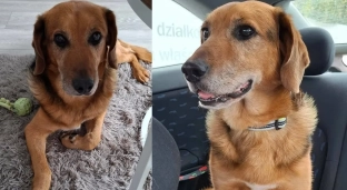 Dolar wraca do schroniska. Nie pozwólmy mu na to!