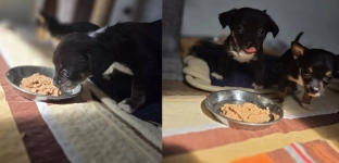 Szczeniaki i ich mama potrzebują wsparcia