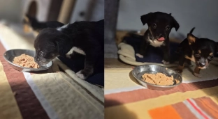 Szczeniaki i ich mama potrzebują wsparcia