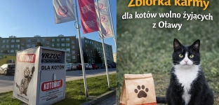 Prawie sto bezdomnych kotów w Oławie. Potrzebna stała pomoc