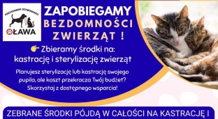 Chcesz dowiedzieć się więcej o sterylizacji i kastracji?