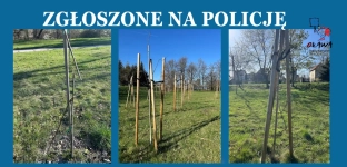 Zniszczono drzewka, sprawa trafiła na policję