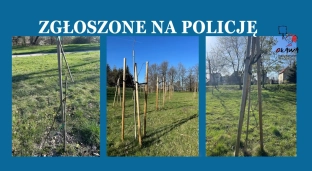 Zniszczono drzewka, sprawa trafiła na policję