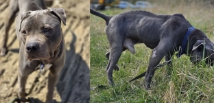 Feniks uratowany z garażu. Skrajnie zaniedbany pies wraca do zdrowia