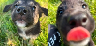 Nie kupuj - adoptuj. Trzy psiaki szukają domu