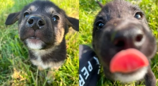 Nie kupuj - adoptuj. Trzy psiaki szukają domu