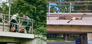 Potrącony jeleń na wiadukcie kolejowym w Oławie