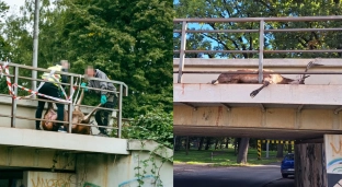 Potrącony jeleń na wiadukcie kolejowym w Oławie