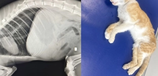 Kot w ciężkim stanie doczołgał się pod dom. RTG wykazało dwa śruty