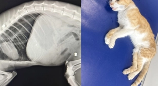 Kot w ciężkim stanie doczołgał się pod dom. RTG wykazało dwa śruty