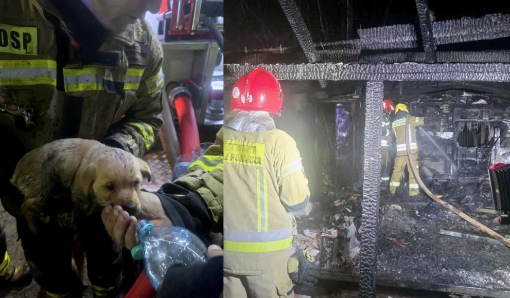 Strażacy uratowali małego psa z płonącego domu. Rodzina straciła wszystko - potrzebna pomoc!