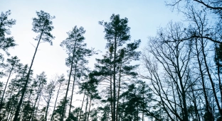 Zakaz wstępu do lasu w obszarze Grodziska Ryczyńskiego