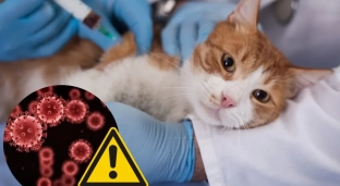 Tajemnicza choroba atakuje koty! Zadbaj o bezpieczeństwo swojego pupila