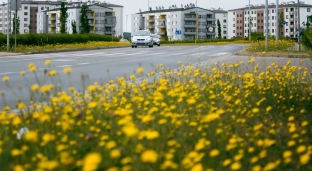 Na wiosnę znów będzie kolorowo. W mieście ruszyła akcja sadzenia roślin ozdobnych