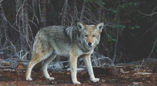 Uwaga! W naszych lasach pojawiły się wilki [VIDEO]