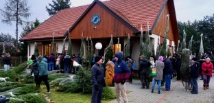 Choinki prosto z lasu. Nadleśnictwo Oława zaprasza