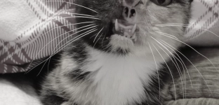 Pożegnanie Lodzi - kotki, która kochała mimo wszystko