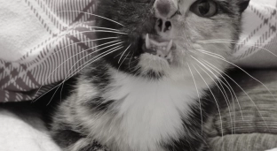 Pożegnanie Lodzi - kotki, która kochała mimo wszystko