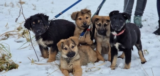 Małe łobuzy z wielkim sercem. Szczeniaki gotowe do adopcji
