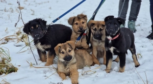 Małe łobuzy z wielkim sercem. Szczeniaki gotowe do adopcji