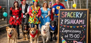 Karnawał na czterech łapach. Wolontariusze zapraszają na weekendowe spacery z psami