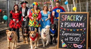 Karnawał na czterech łapach. Wolontariusze zapraszają na weekendowe spacery z psami