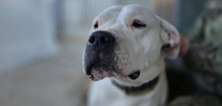 Princessa szuka domu