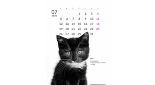 Kalendarz w postaci cegiełek dla bezdomnych zwierząt już w sprzedaży!