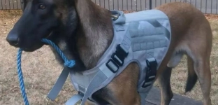 Venom szuka nowego domu. Rodzina apeluje o pomoc dla wyjątkowego malinoisa