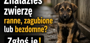 Znalazłeś ranne lub bezdomne zwierzę? Zgłoś to!