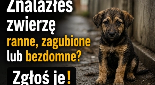 Znalazłeś ranne lub bezdomne zwierzę? Zgłoś to!