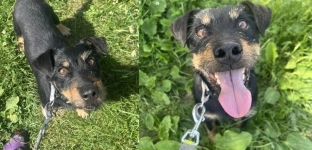 Atos - mały, radosny terrier szuka aktywnego domu