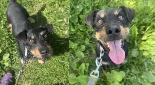 Atos - mały, radosny terrier szuka aktywnego domu