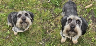 Jego opiekunka miała wypadek. Bendżi musi znaleźć nowy dom