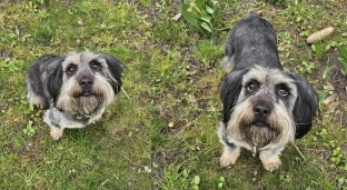 Jego opiekunka miała wypadek. Bendżi musi znaleźć nowy dom