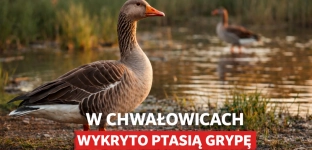 Ptasia grypa w powiecie oławskim. Wojewoda wydała rozporządzenie