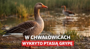 Ptasia grypa w powiecie oławskim. Wojewoda wydała rozporządzenie