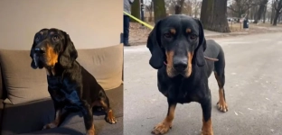 Zaopiekuj się Dyziem