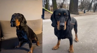 Zaopiekuj się Dyziem