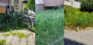 List do redakcji: Wysokie trawy i brak miejsca do zabawy