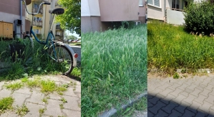 List do redakcji: Wysokie trawy i brak miejsca do zabawy