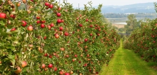 Poznaj najpopularniejsze letnie odmiany jabłoni