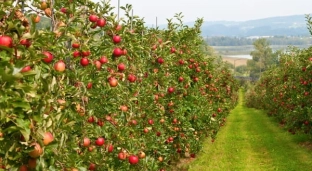 Poznaj najpopularniejsze letnie odmiany jabłoni