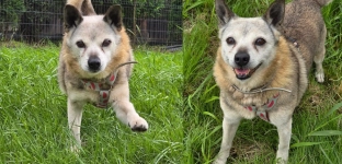 Ma 10 lat i ogromną potrzebę bliskości. Jerzyk czeka na adopcję