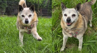 Ma 10 lat i ogromną potrzebę bliskości. Jerzyk czeka na adopcję
