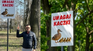 Uwaga na kaczki w parku w Oławie. Znaki są, teraz czas na ostrożność kierowców