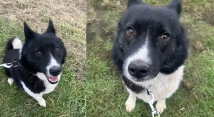 Karolek szuka domu na zawsze