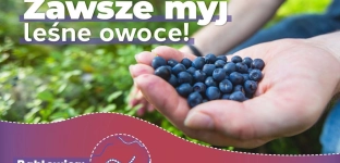 Myj owoce leśne. Bąblowica to groźna choroba pasożytnicza