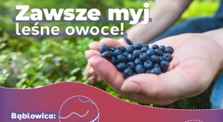 Myj owoce leśne. Bąblowica to groźna choroba pasożytnicza